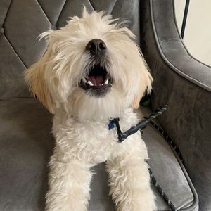 Meet your Posher, Bee